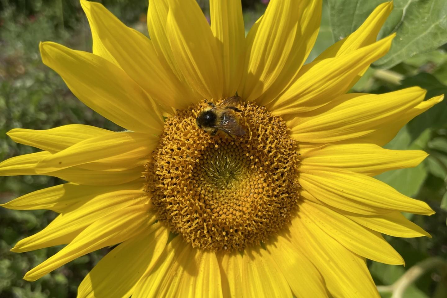 Sonnenblume